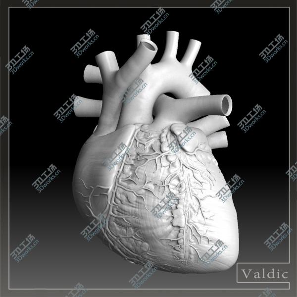 images/goods_img/202105072/Human heart/4.jpg
